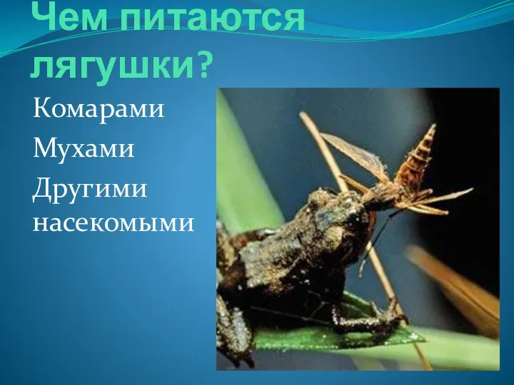 Чем питаются лягушки? Комарами Мухами Другими насекомыми