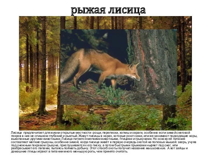 рыжая лисица Лисица предпочитает для жизни открытые местности -рощи, перелески, холмы и овраги,