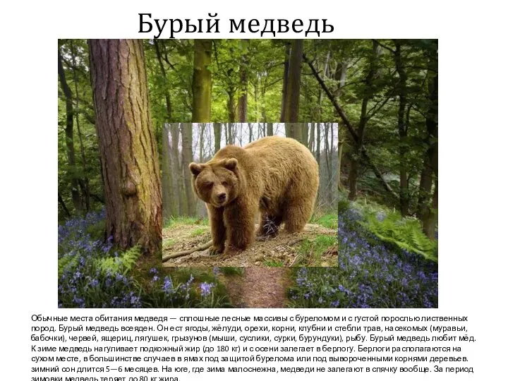 Бурый медведь Обычные места обитания медведя — сплошные лесные массивы с буреломом и