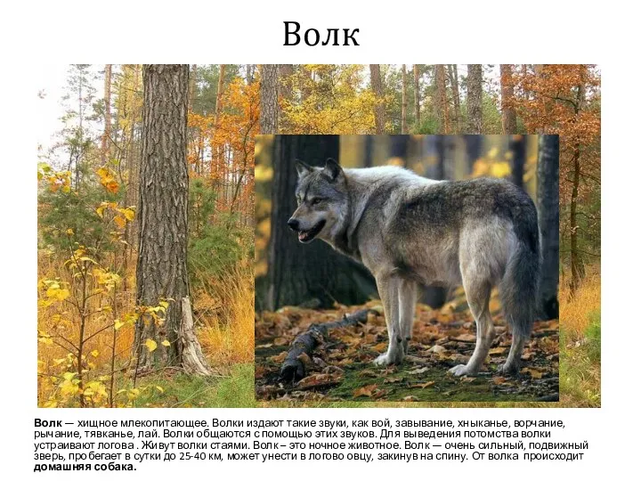 Волк Волк — хищное млекопитающее. Волки издают такие звуки, как вой, завывание, хныканье,