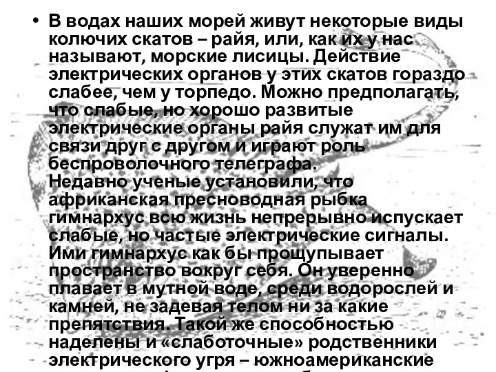 В водах наших морей живут некоторые виды колючих скатов – райя, или, как