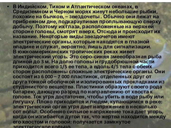 В Индийском, Тихом и Атлантическом океанах, в Средиземном и Черном морях живут небольшие