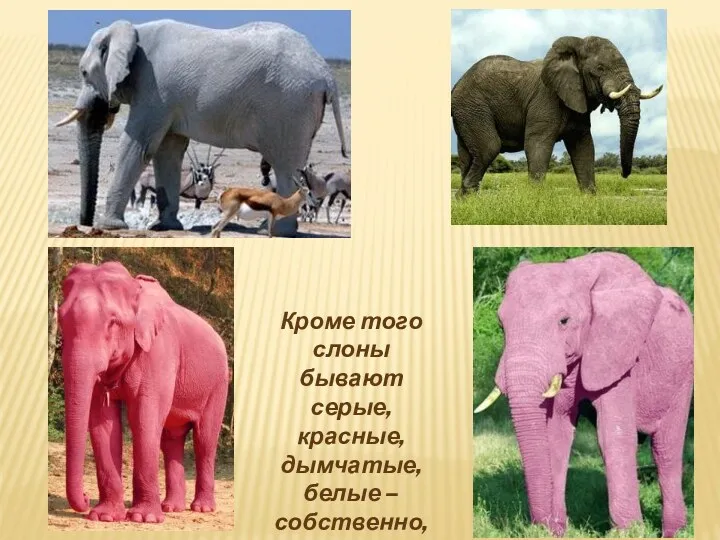 Кроме того слоны бывают серые, красные, дымчатые, белые – собственно, любого цвета.