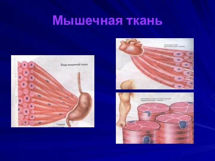 Мышечная ткань