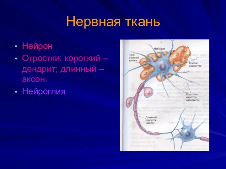 Нервная ткань Нейрон Отростки: короткий – дендрит; длинный – аксон. Нейроглия