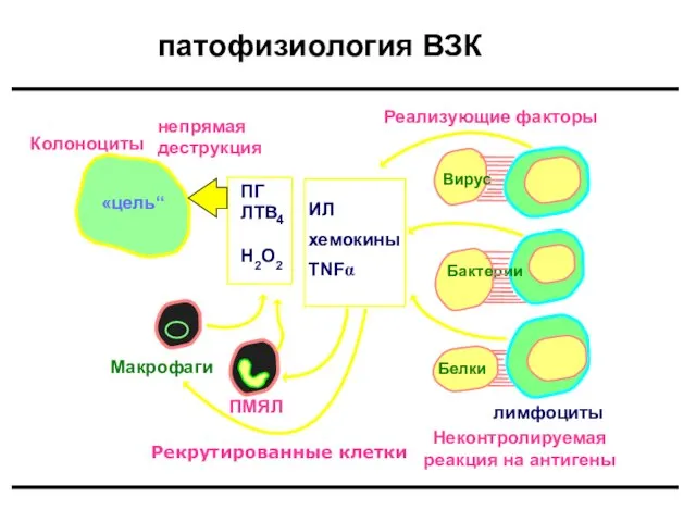 «цель“ ПГ ЛТB H2O2 непрямая деструкция ИЛ хемокины TNFα Реализующие