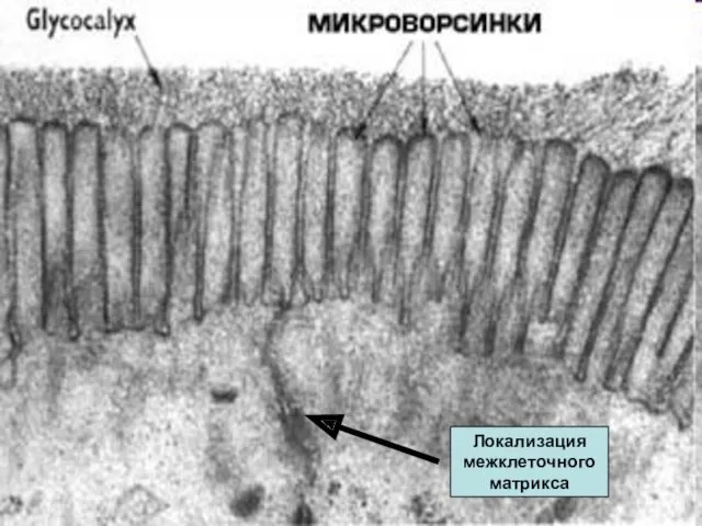 Локализация межклеточного матрикса Локализация межклеточного матрикса