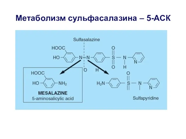 Метаболизм сульфасалазина – 5-АСК