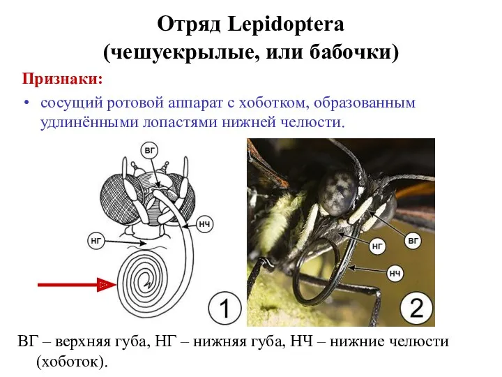 Признаки: сосущий ротовой аппарат с хоботком, образованным удлинёнными лопастями нижней челюсти. Отряд Lepidoptera
