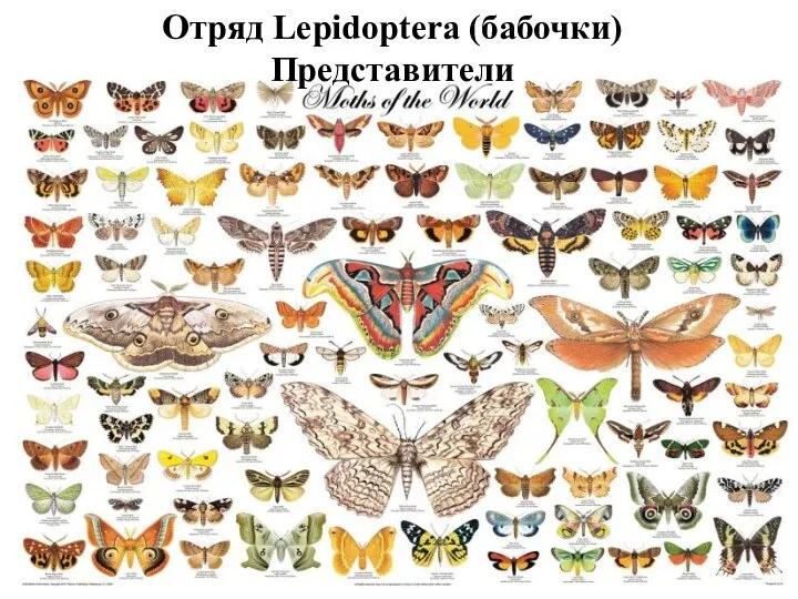 Отряд Lepidoptera (бабочки) Представители