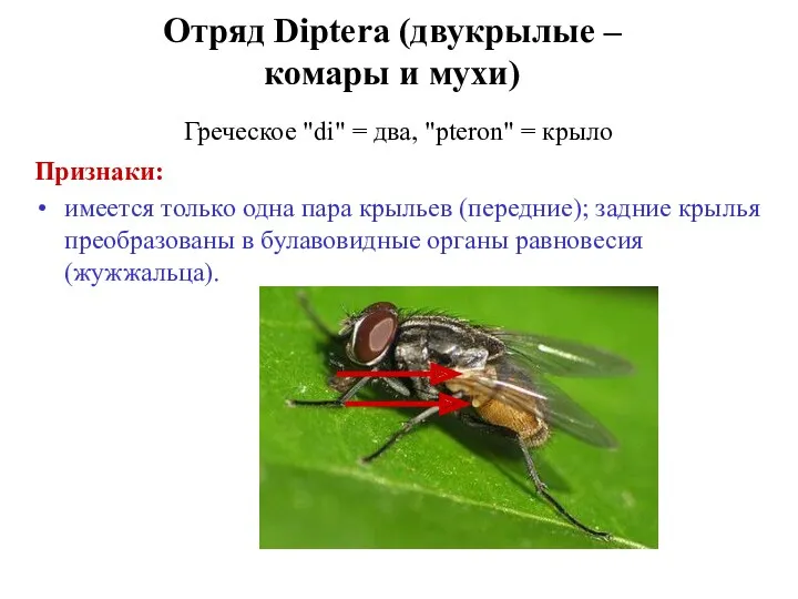 Отряд Diptera (двукрылые – комары и мухи) Греческое "di" =