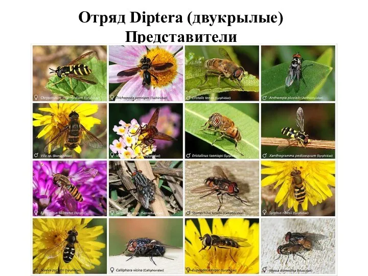 Отряд Diptera (двукрылые) Представители