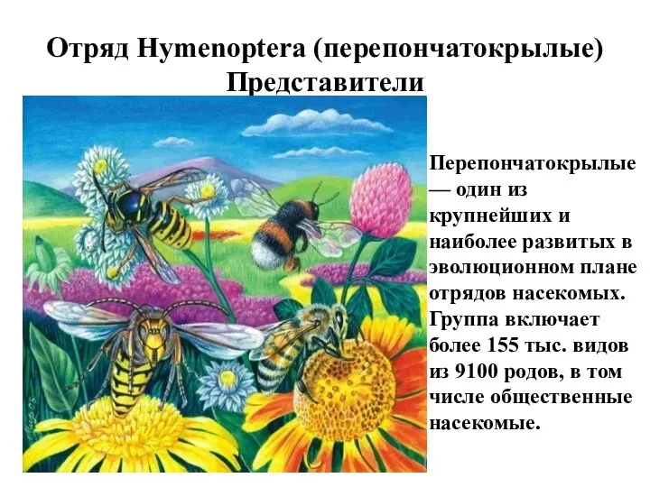 Отряд Hymenoptera (перепончатокрылые) Представители Перепончатокрылые — один из крупнейших и наиболее развитых в