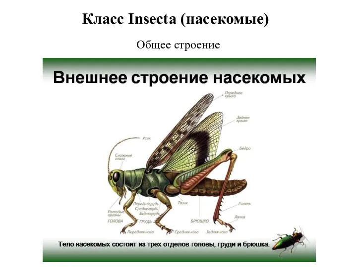 Класс Insecta (насекомые) Общее строение