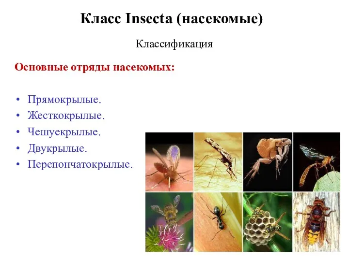 Класс Insecta (насекомые) Классификация Основные отряды насекомых: Прямокрылые. Жесткокрылые. Чешуекрылые. Двукрылые. Перепончатокрылые.