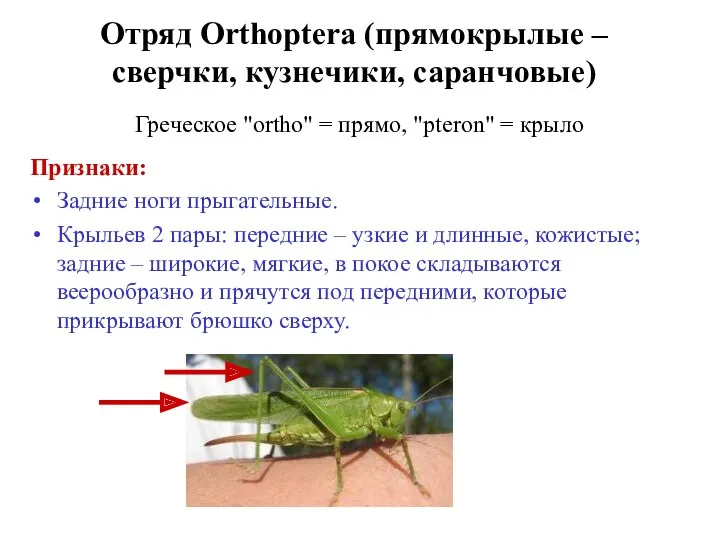 Отряд Orthoptera (прямокрылые – сверчки, кузнечики, саранчовые) Греческое "ortho" = прямо, "pteron" =
