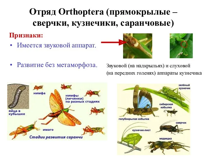 Отряд Orthoptera (прямокрылые – сверчки, кузнечики, саранчовые) Признаки: Имеется звуковой