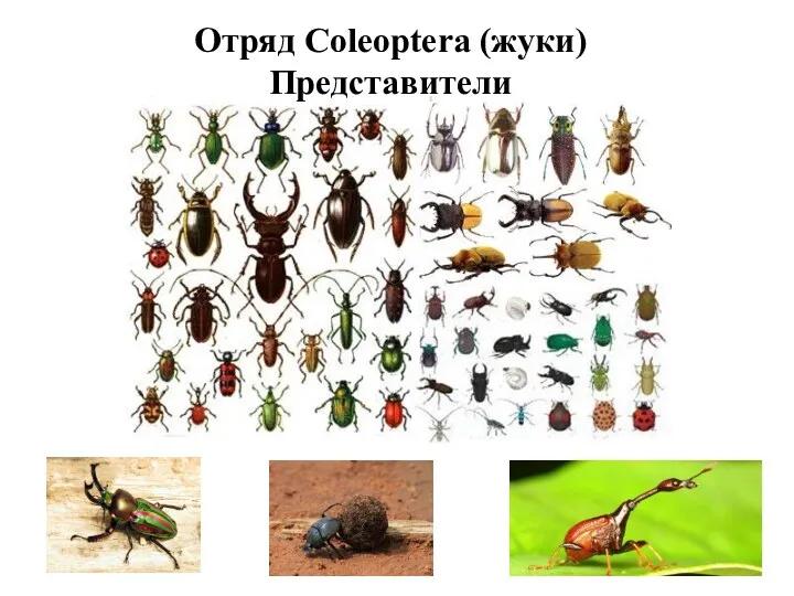Отряд Coleoptera (жуки) Представители
