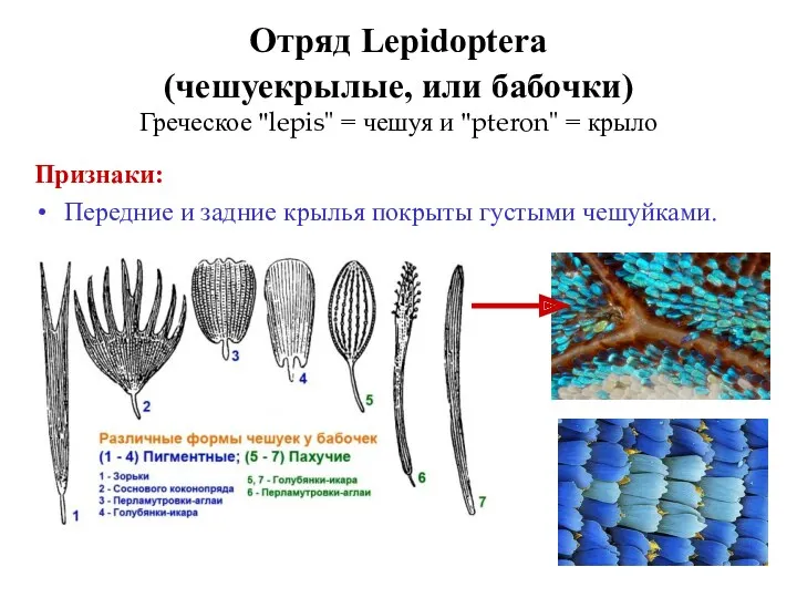 Отряд Lepidoptera (чешуекрылые, или бабочки) Греческое "lepis" = чешуя и "pteron" = крыло