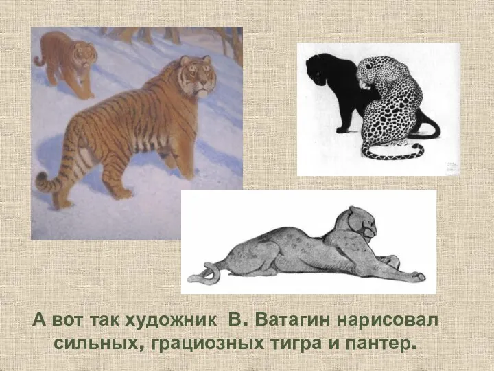 А вот так художник В. Ватагин нарисовал сильных, грациозных тигра и пантер.