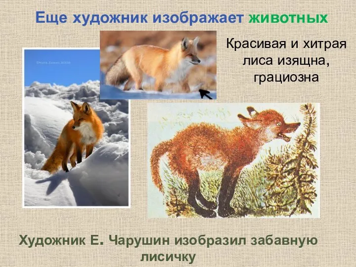 Еще художник изображает животных Красивая и хитрая лиса изящна, грациозна Художник Е. Чарушин изобразил забавную лисичку