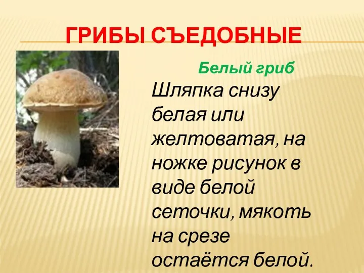Грибы съедобные Белый гриб Шляпка снизу белая или желтоватая, на