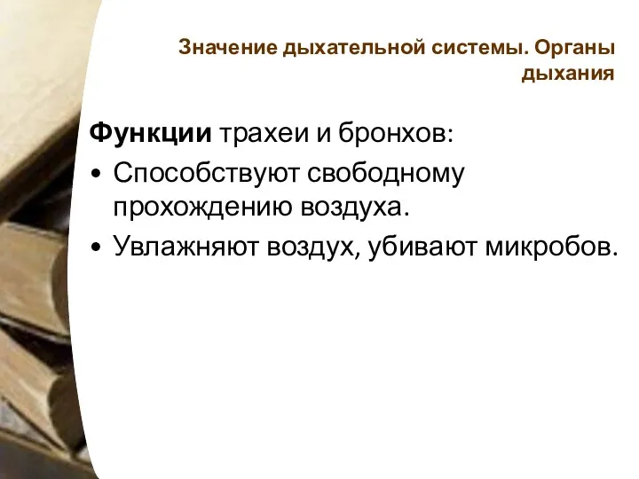 Значение дыхательной системы. Органы дыхания Функции трахеи и бронхов: Способствуют