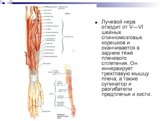 Лучевой нерв отходит от V—VI шейных спинномозговых корешков и оканчивается в заднем тяже