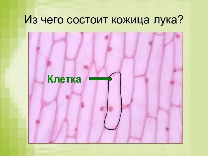 Из чего состоит кожица лука? Клетка