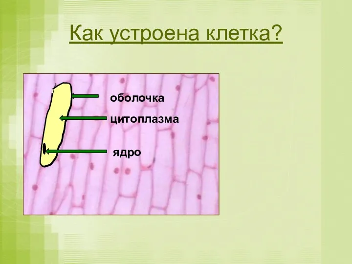 Как устроена клетка? оболочка цитоплазма ядро