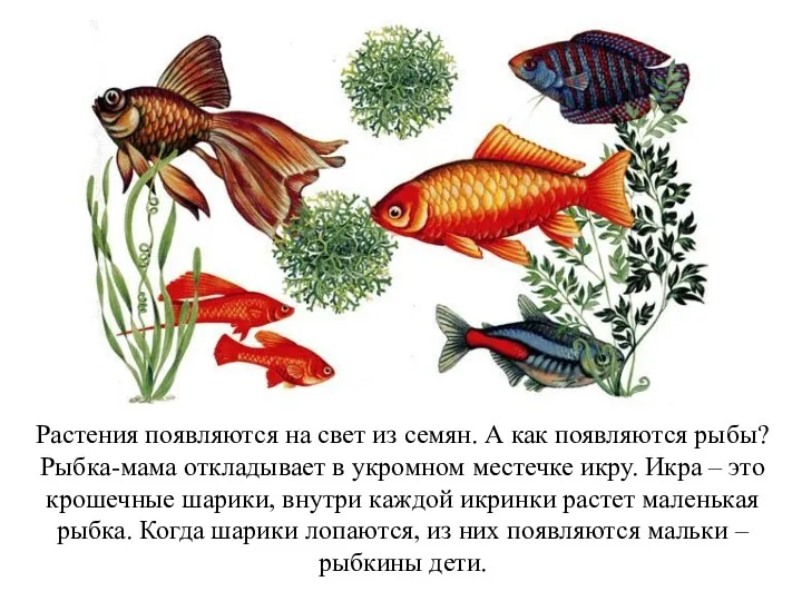 Растения появляются на свет из семян. А как появляются рыбы? Рыбка-мама откладывает в
