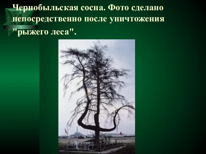 Чернобыльская сосна. Фото сделано непосредственно после уничтожения "рыжего леса".
