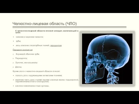 Челюстно-лицевая область (ЧЛО) К челюстно-лицевой области относят аппарат, включающий в себя: нижнюю и