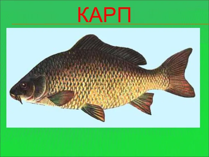 КАРП