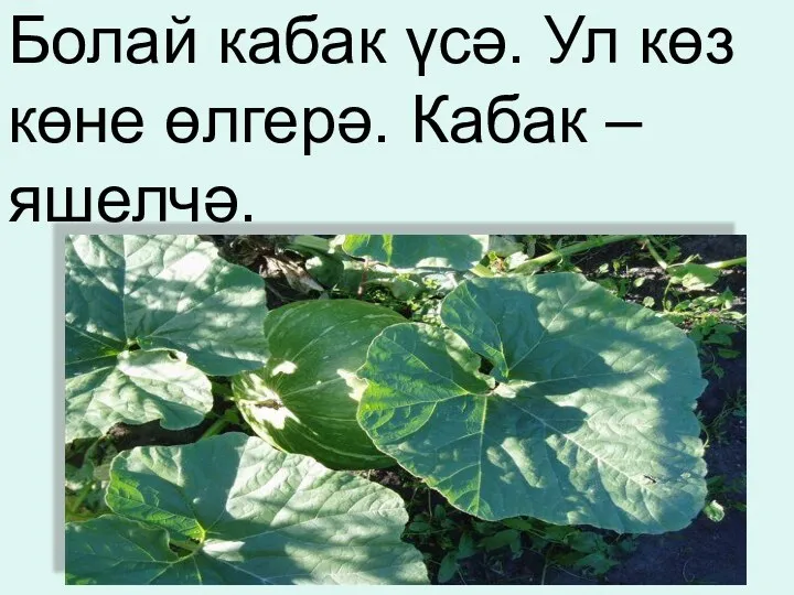 Болай кабак үсә. Ул көз көне өлгерә. Кабак – яшелчә.