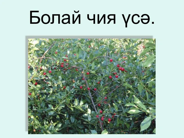 Болай чия үсә.