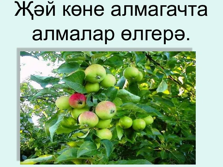 Җәй көне алмагачта алмалар өлгерә.