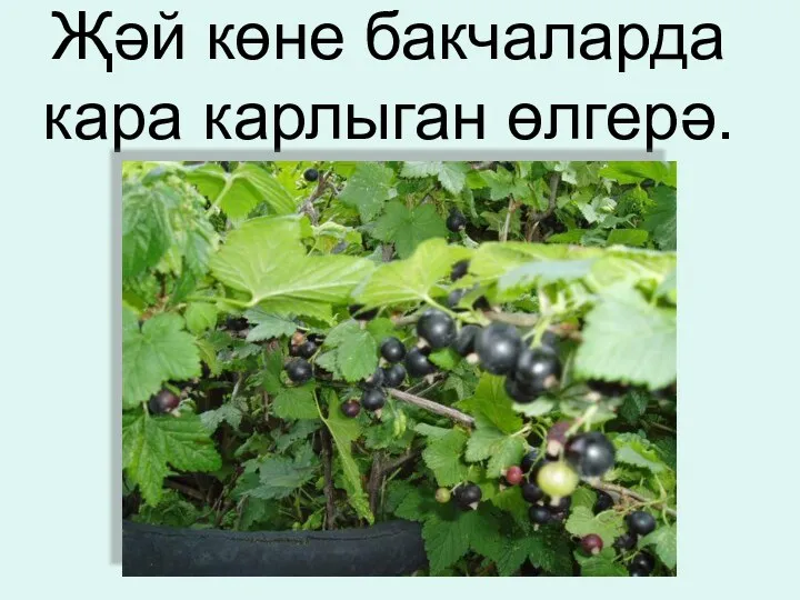 Җәй көне бакчаларда кара карлыган өлгерә.