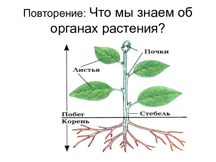 Повторение: Что мы знаем об органах растения?