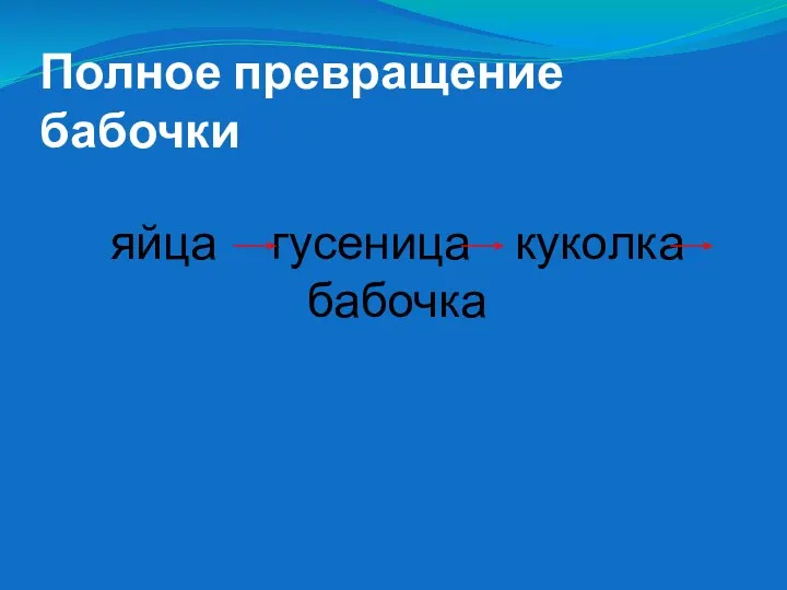 Полное превращение бабочки яйца гусеница куколка бабочка