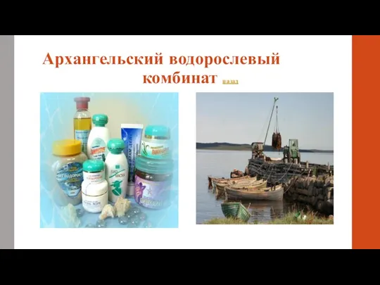 Архангельский водорослевый комбинат назад