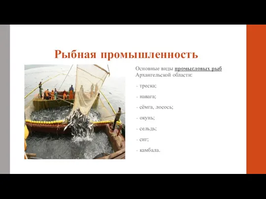 Рыбная промышленность Основные виды промысловых рыб Архангельской области: треска; навага; сёмга, лосось; окунь; сельдь; сиг; камбала.