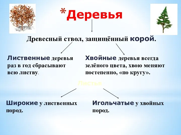 Деревья Древесный ствол, защищённый корой. Широкие у лиственных пород. Игольчатые