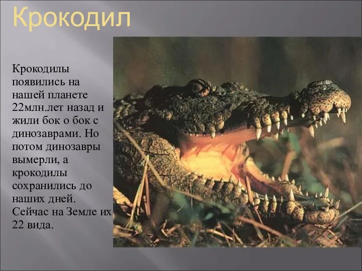 Крокодил Крокодилы появились на нашей планете 22млн.лет назад и жили бок о бок
