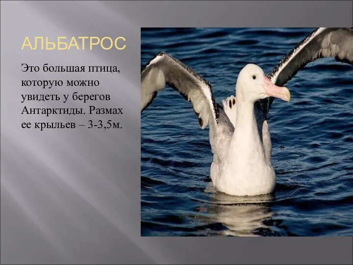 АЛЬБАТРОС Это большая птица, которую можно увидеть у берегов Антарктиды. Размах ее крыльев – 3-3,5м.