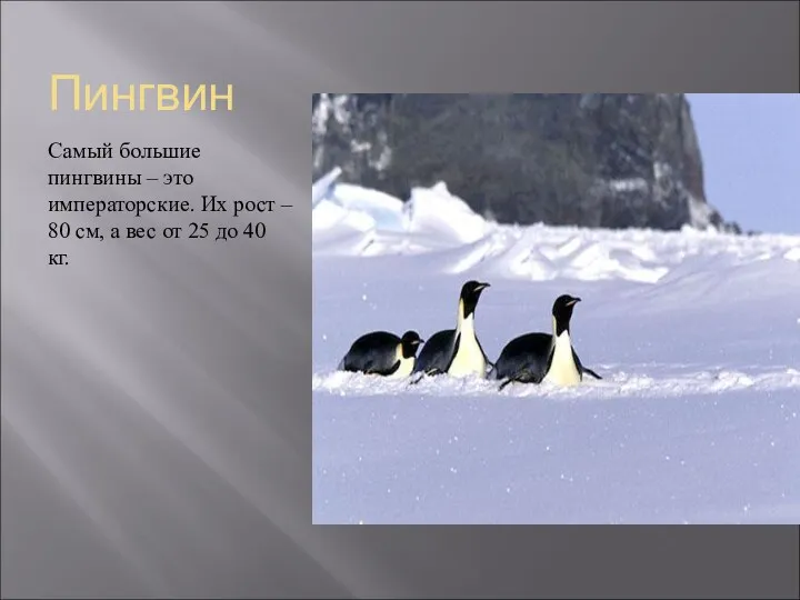 Пингвин Самый большие пингвины – это императорские. Их рост – 80 см, а