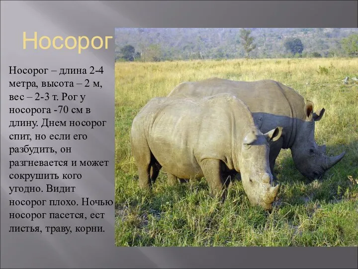 Носорог Носорог – длина 2-4 метра, высота – 2 м, вес – 2-3