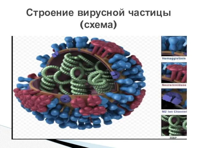 Строение вирусной частицы (схема)