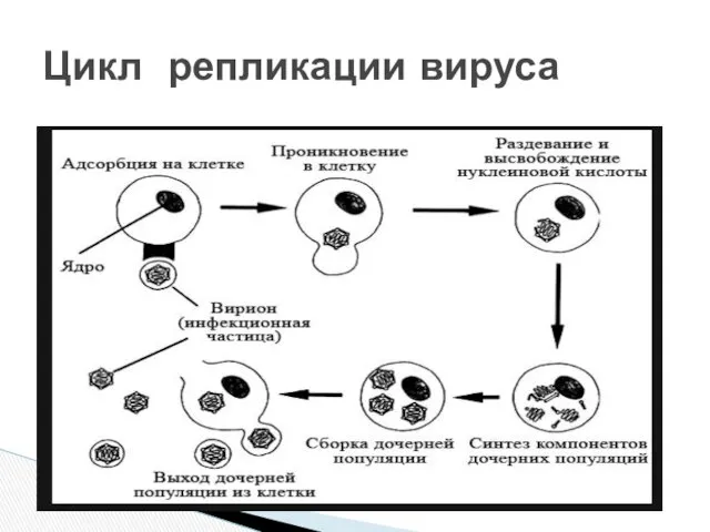 Цикл репликации вируса
