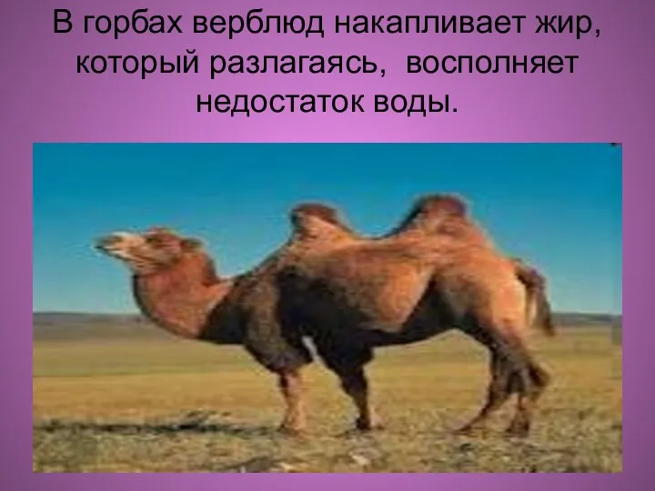 В горбах верблюд накапливает жир, который разлагаясь, восполняет недостаток воды.